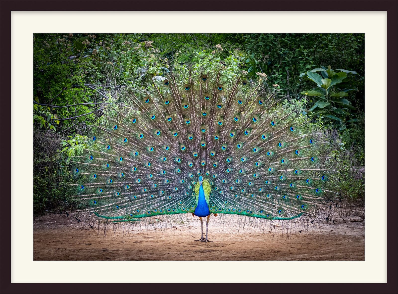 Framed fine art print of a peacock with its tail fanned out